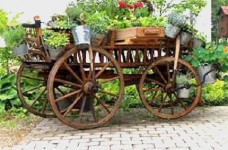 plante decorative terase