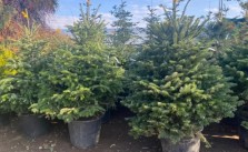 brazi naturali la ghiveci